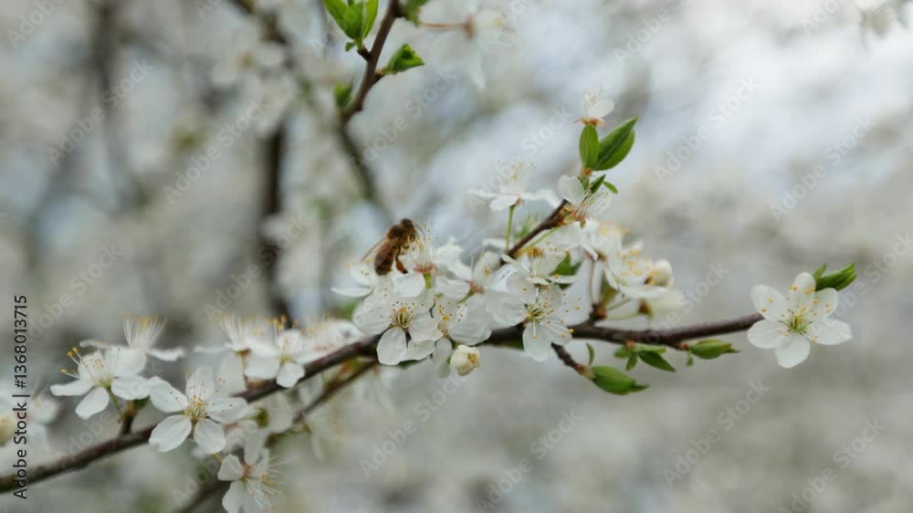 Delicate white spring blossoms swaying on a branch with gentle movement and soft light, bee crawling on flower Delicate white spring blossoms swaying on a branch with gentle movement and soft light, bee crawling on flower