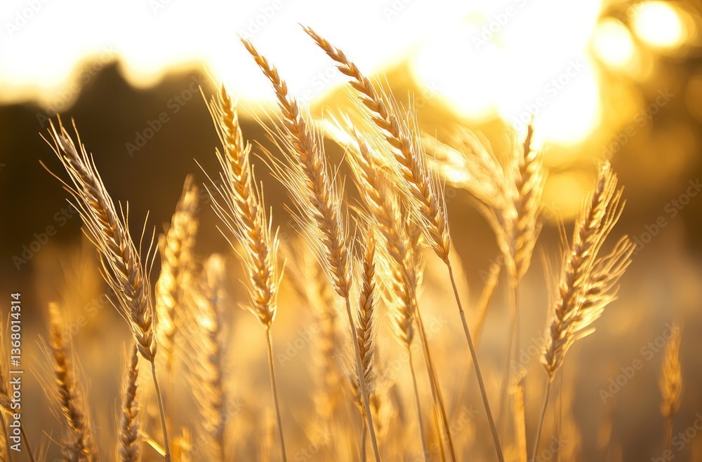 Golden Wheat Field at Sunset with Warm Sun Light Background Golden Wheat Field at Sunset with Warm Sun Light Background