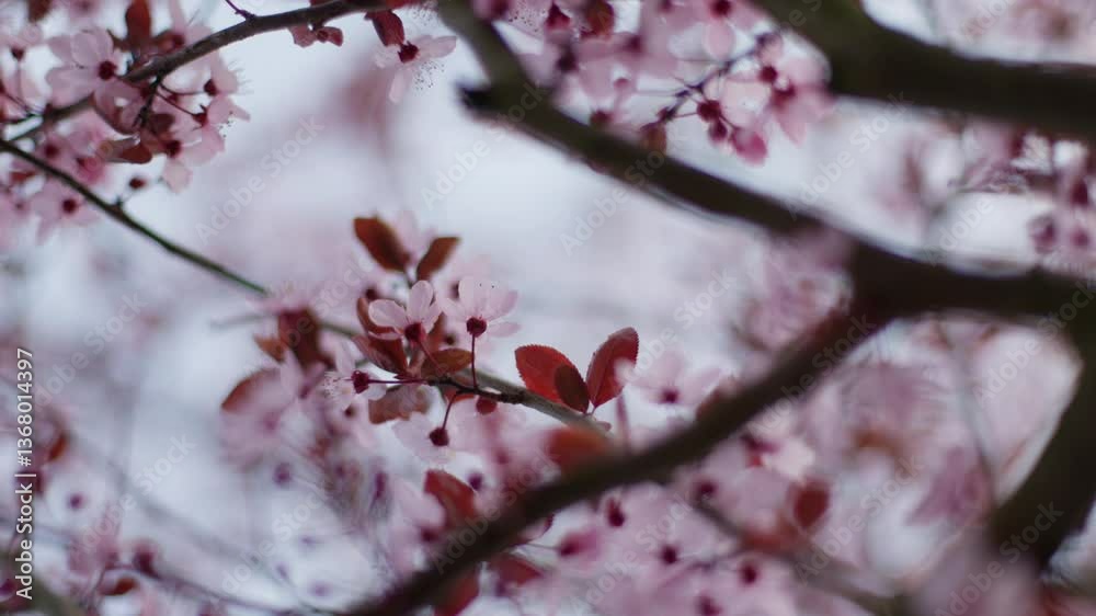 Soft cherry blossoms gently swaying in the breeze, evoking springtime tranquility Soft cherry blossoms gently swaying in the breeze, evoking springtime tranquility