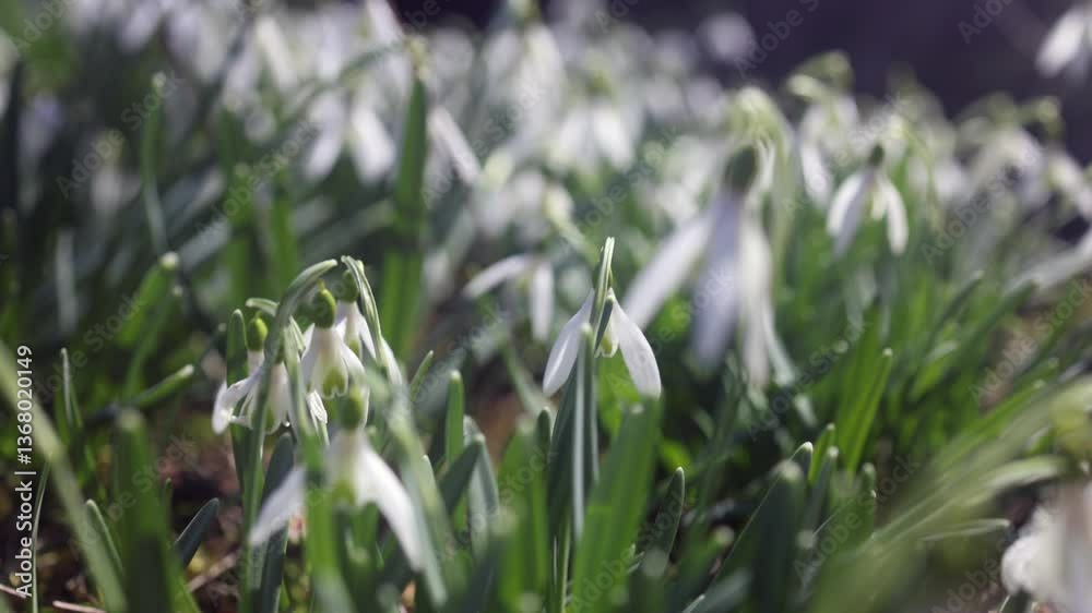 Carpet of delicate snowdrop blossoms and vibrant green leaves heralding the arrival of spring, painting a serene and enchanting scene. Carpet of delicate snowdrop blossoms and vibrant green leaves heralding the arrival of spring, painting a serene and enchanting scene.