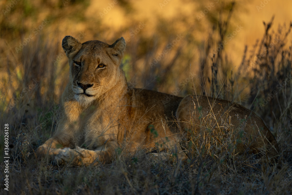 Fototapeta premium Lion lies in tangled grass with catchlight