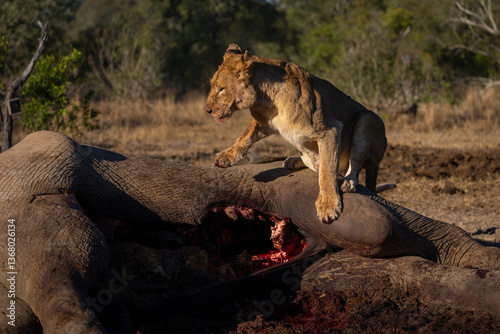 Lioness sits on African bush elephant carcase