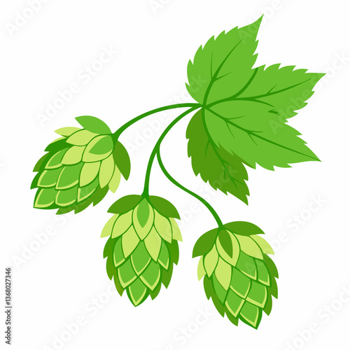 Hop shoots isolated of a white