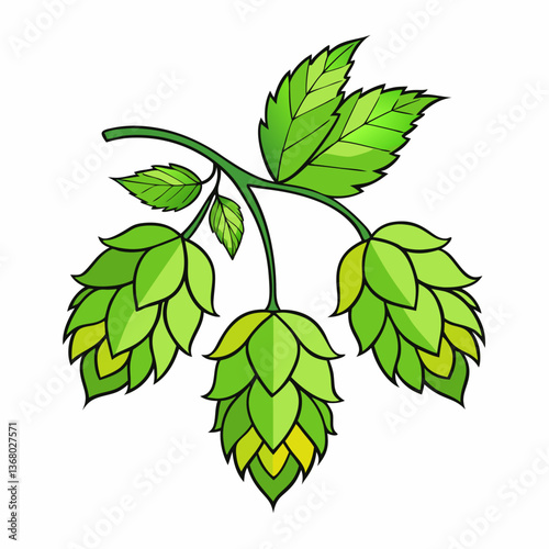 Hop shoots isolated of a white