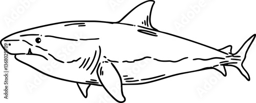 sketch shark