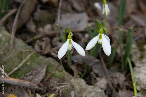 snowdrop flowers in the forest