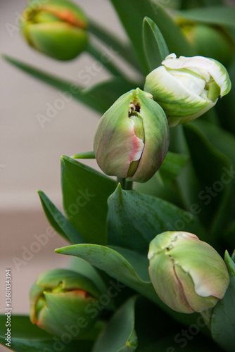Tender Green  tulips with closed petals buds