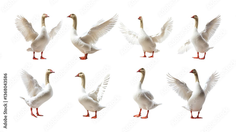 Fototapeta premium Pack Giggly Goose set in Different Poses Against Transparent Background for Farm Illustrations, Waterfowl Art, or Bird-Themed Designs