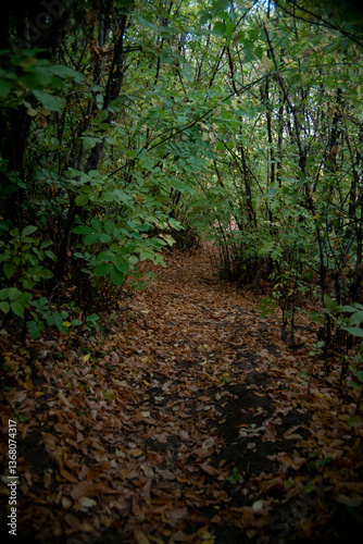 camino en un bosque pequeño