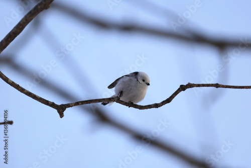 The long-tailed tit (Aegithalos caudatus japonicus), also named long-tailed bushtit, is a common bird found throughout Europe and the Palearctic. This photo was taken in Hokkaido, Japan. photo