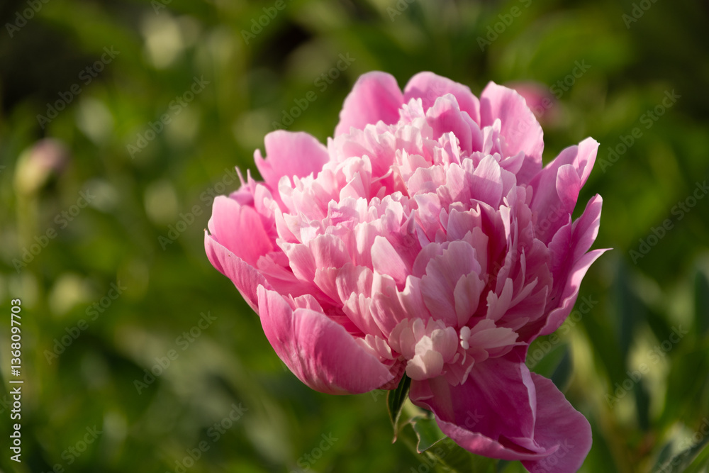 Self-grown pink peony flower in summer garden on flowerbed. Outdoors. Close up