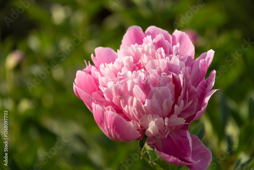 Obraz na płótnie Self-grown pink peony flower in summer garden on flowerbed. Outdoors. Close up w salonie