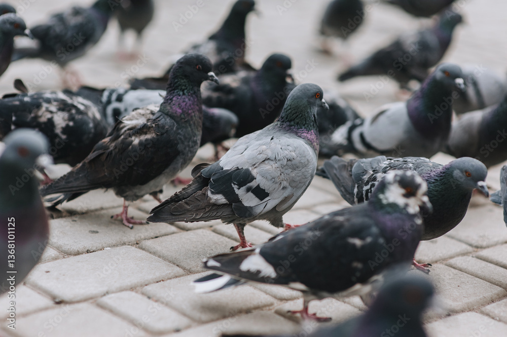Fototapeta premium Lots of pigeons, birds walking around the square in the city. Animal photography.