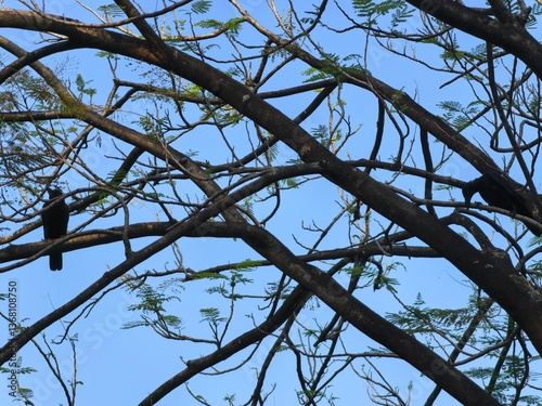 Black Bird Perched on Tree Branch Against Blue Sky