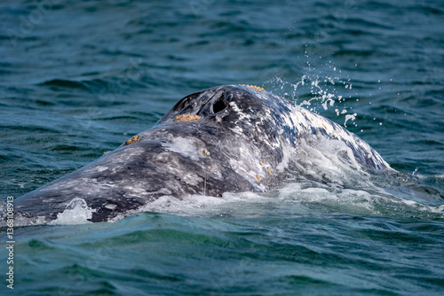 detail of blowhole of Grey whale in magdalena bay laguna de san ignacio baja california sur mexico