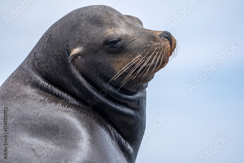 Photos Male portrait of a Sea Lion of the colony in Cortez Sea Isla Cerralvo baja calif