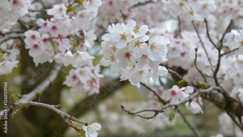 Wallpaper Mural 日本、京都、世界遺產、醍醐寺、春、桜 Torontodigital.ca