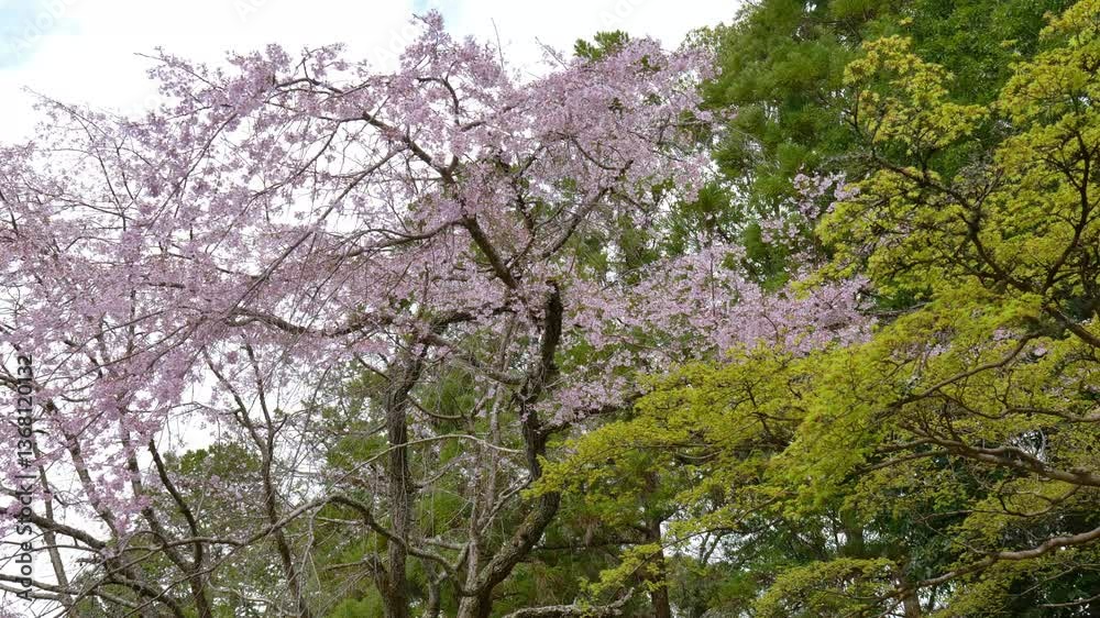 日本、京都、世界遺產、醍醐寺、春、桜、歴史的建造物、木造階建 日本、京都、世界遺產、醍醐寺、春、桜、歴史的建造物、木造階建