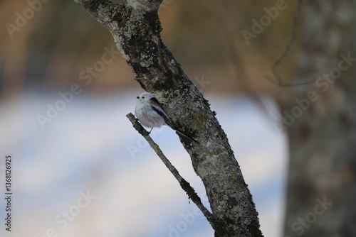 The long-tailed tit (Aegithalos caudatus japonicus), also named long-tailed bushtit, is a common bird found throughout Europe and the Palearctic. This photo was taken in Hokkaido, Japan.