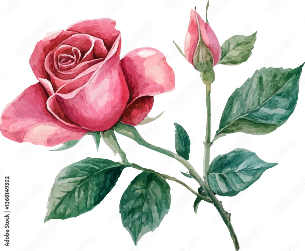 Fototapeta premium pink rose isolated on white background
