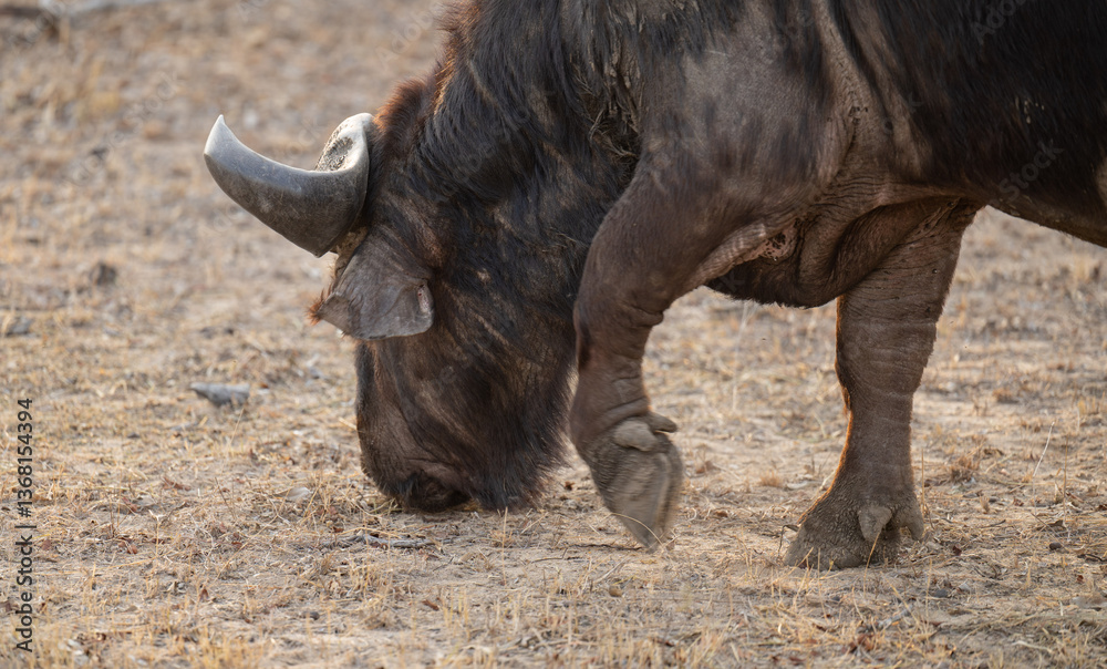 Fototapeta premium Kaffernbüffel oder auch Afrikanischer Büffel Wasserbüffel genannt, im Busch vom Krüger National Park - Kruger Nationalpark Südafrika