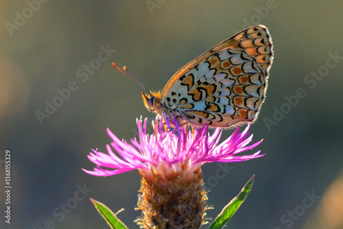 knapweed fritillary, Melitaea phoebe, butterfly resting and pollinating photo