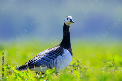 Quadro su tela Closeup of a barnacle goose Branta leucopsis in a meadow