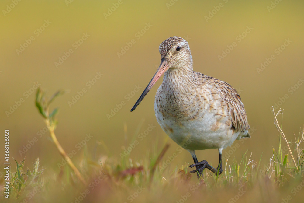 Bar-tailed Godwit, Limosa lapponica, foraging in a green meadow Bar-tailed Godwit, Limosa lapponica, foraging in a green meadow