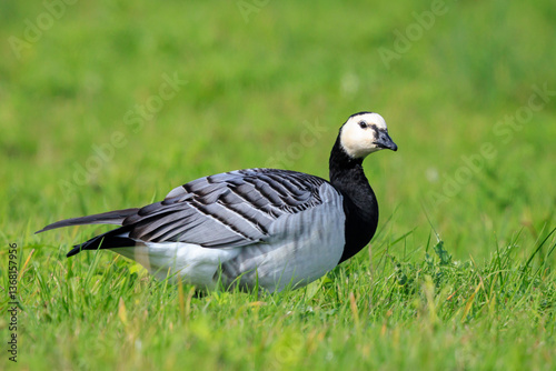 Photography Closeup of a barnacle goose Branta leucopsis in a meadow