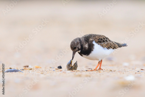 Closeup of a Rubby turnstone Arenaria interpres wading bird foraging between rocks at the sea coast