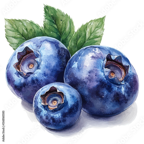 A watercolor of a blueberry, isolated on a white background. Blueberry vector.

