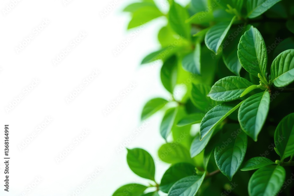 dense foliage green leaves isolated white background, leaves, botanical dense foliage green leaves isolated white background, leaves, botanical