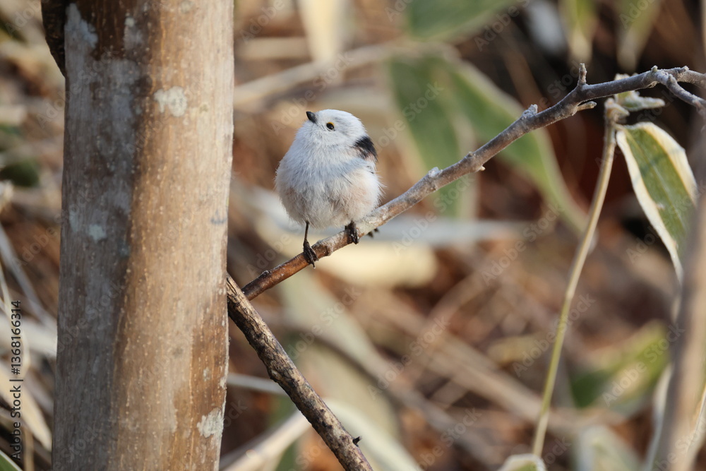 Obraz premium The long-tailed tit (Aegithalos caudatus japonicus), also named long-tailed bushtit, is a common bird found throughout Europe and the Palearctic. This photo was taken in Hokkaido, Japan.