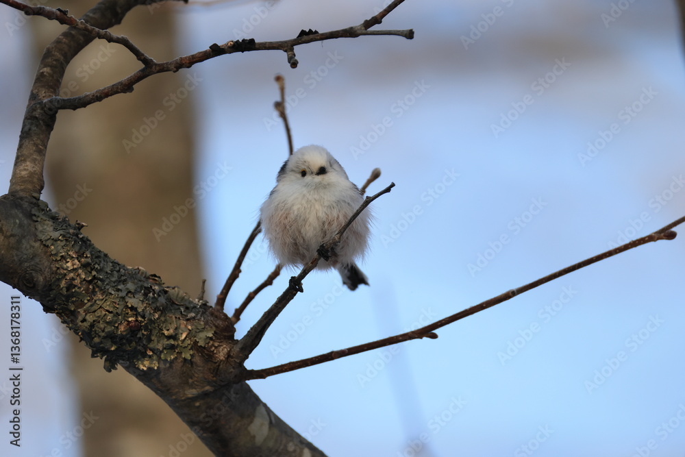 Obraz premium The long-tailed tit (Aegithalos caudatus japonicus), also named long-tailed bushtit, is a common bird found throughout Europe and the Palearctic. This photo was taken in Hokkaido, Japan.
