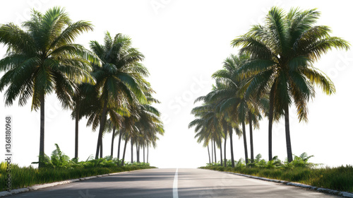 palm trees on the street
