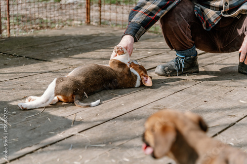 Cute rescued puppies with volunteer during socialization and obedience training in shelter for homeless dogs