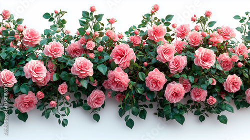 Blooming Pink Rose Bushes with Photorealistic Detail