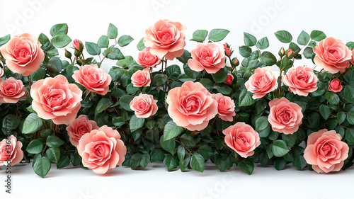 Blooming Pink Rose Bushes with Photorealistic Detail