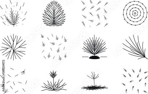 Conifer Tree Crown Shapes Various Styles and Seed Dispersal Patterns