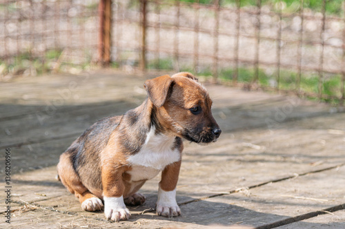 Fotografija Cute rescued puppy in Serbian shelter for homeless dogs on the winter sunny day
