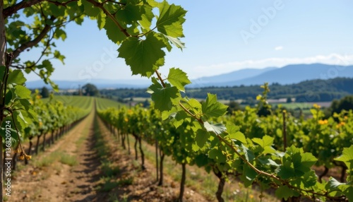 A gentle breeze rustles through the leaves of the vines, creating a soothing soundtrack to accompany the stunning view.