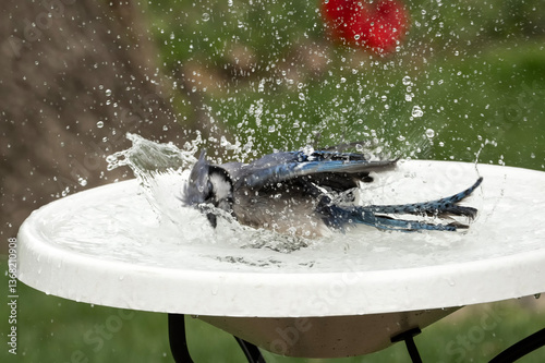 Blue jay in bird bath; Lincoln, Nebraska 