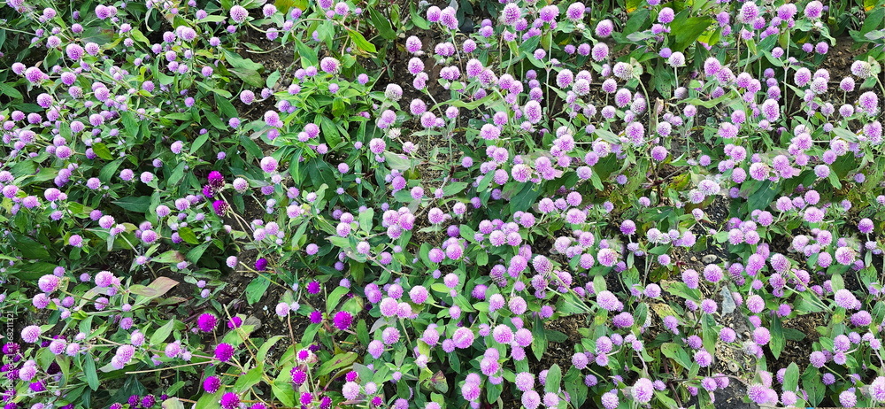 Light pink, purple and white of globe amaranth plant in garden. Bachelor Button full bloom in the garden. Gomphrena globosa is herbaceous plant. Flowers are in round clusters. Long-lasting flowers
Light pink, purple and white of globe amaranth plant in garden. Bachelor Button full bloom in the garden. Gomphrena globosa is herbaceous plant. Flowers are in round clusters. Long-lasting flowers