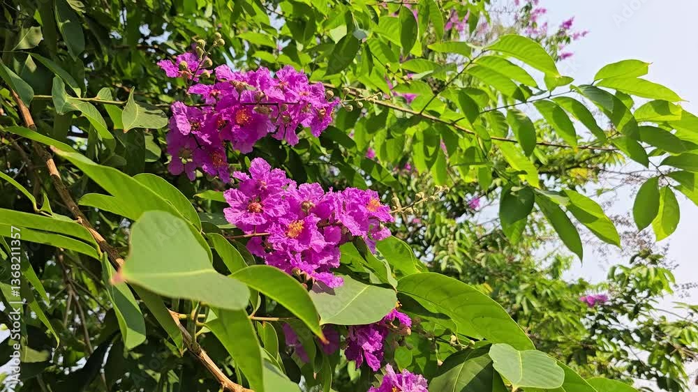 There are small bees and bumblebees flying in to drink nectar from Inflorescence of deep pink Queen's crape myrtle flowers. Bouquet of pink flower pride of India. The wind blows and the flowers sway.
