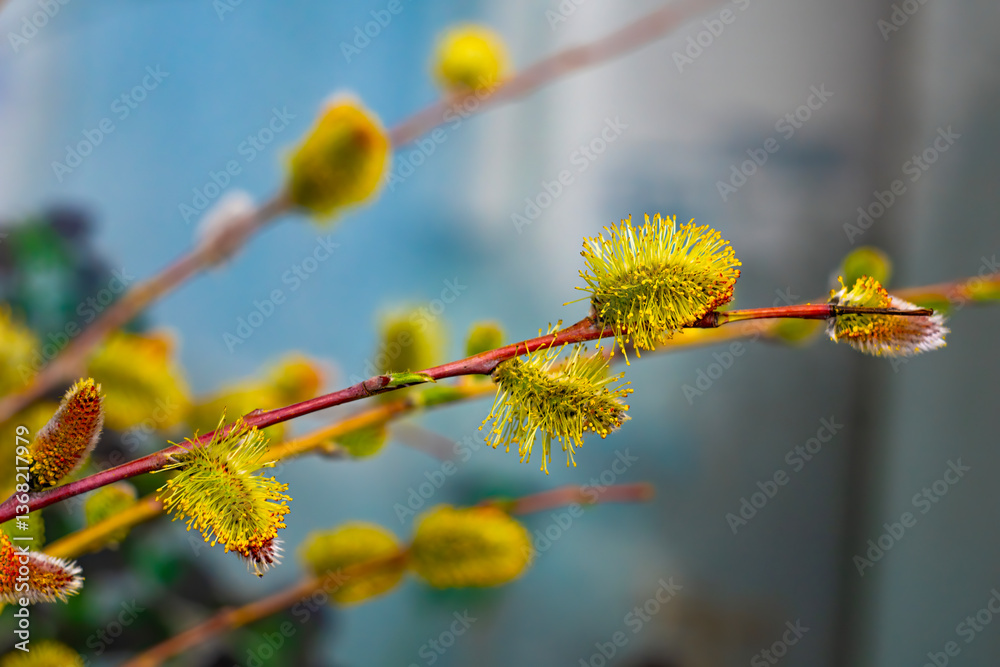 A macro shot of willow catkins blooming on a thin branch, symbolizing the arrival of spring with soft yellow flowers and buds. A macro shot of willow catkins blooming on a thin branch, symbolizing the arrival of spring with soft yellow flowers and buds.