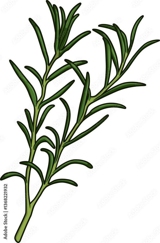 Fototapeta premium Frischer Estragonzweig mit schmalen, länglichen Blättern auf weißem Hintergrund, ideal für feine Küche und aromatische Rezepte.