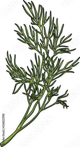 Frischer Dillzweig mit feinen, gefiederten Blättern auf weißem Hintergrund, ideal für Küche, Garnitur und aromatische Rezepte.