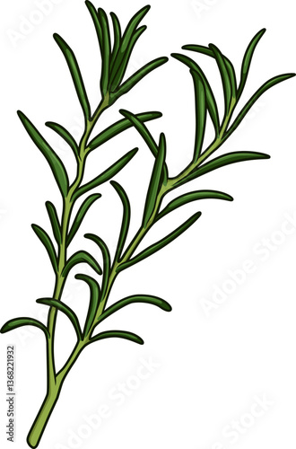 Frischer Estragonzweig mit schmalen, länglichen Blättern auf weißem Hintergrund, ideal für feine Küche und aromatische Rezepte.
