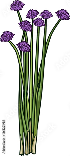 Frischer Schnittlauch mit grünen Halmen und violetten Blüten, ideal für dekorative und kulinarische Anwendungen in der Küche.