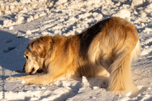 Josie out playing in the snow after blizzard; Lincoln, Nebraska photo
